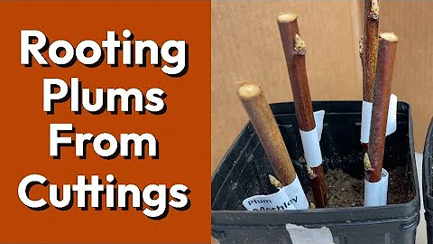 Rooting Plum Tree Cuttings
