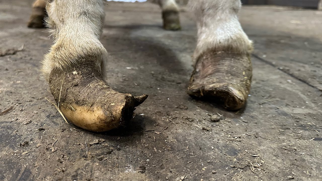 БЕДНЫЙ ОСЁЛ! Заброшенная стрижка осла