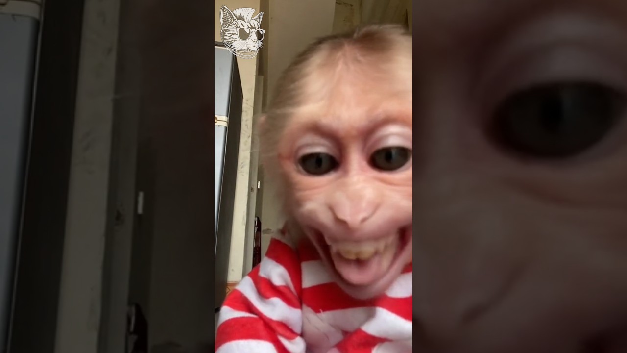 Funny animal transformation 😂🤭 animal evaluation 