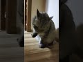 Если б я имел коня анекдот Cat веселыекоты юмор видосыоткота кот прикольныекоты котики смех Если б я имел коня анекдот Cat веселыекоты юмор видосыоткота кот прикольныекоты котики смех
