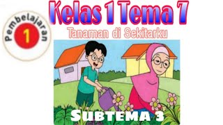 Kelas 1 Tema 7 Subtema 3 Pembelajaran 1