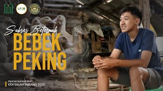 Download Lagu Menggeluti peternakan bebek peking diusia muda, sukses raup omset belasan juta tiap bulan! MP3