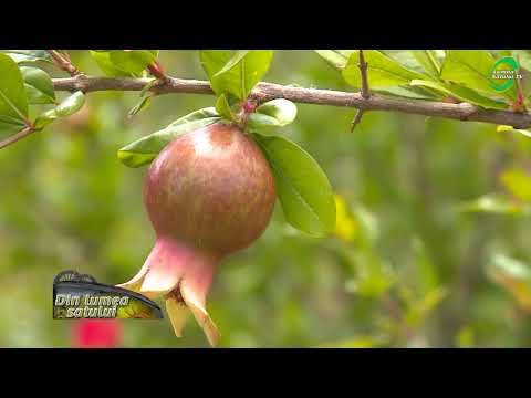 Rodia (Punica granatum) - sfaturi despre îngrijire și întreținere