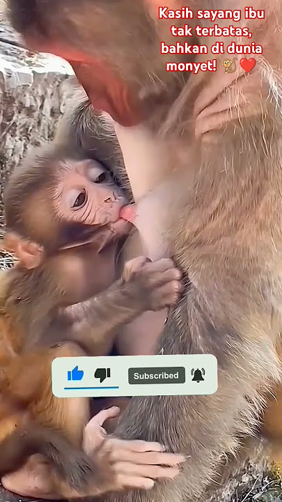 Keajaiban Alam: Induk Monyet Menyusui Bayinya dengan Kasih Sayang #short #shorts #bayimonyet