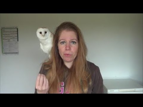 my-barn-owl-being-ridiculously-cute-during-youtube-recordings-(compilation)