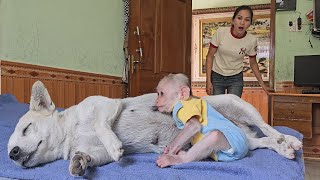 Super Adorable! Monkey Su was afraid ran to drink mom dog's milk