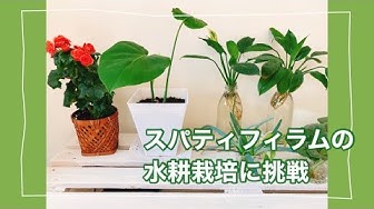 スパティフィラム Youtube スパティフィラム Youtube