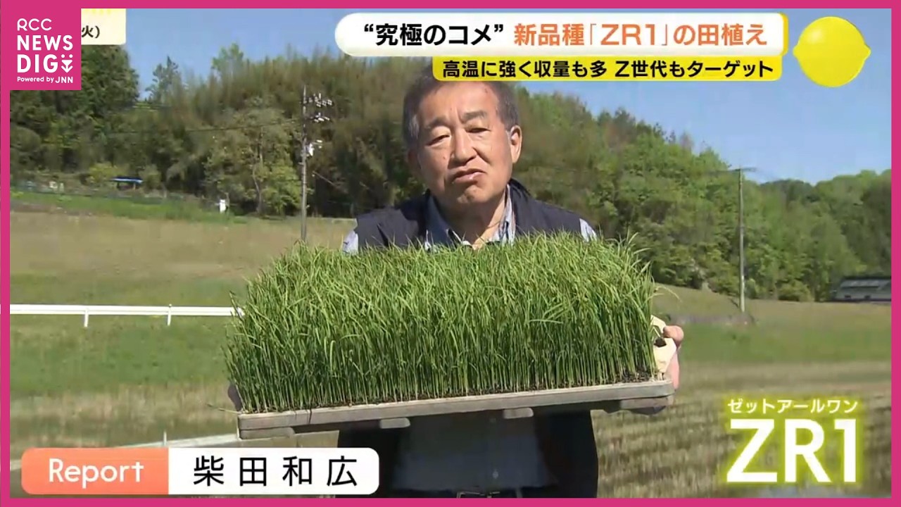 The ultimate rice