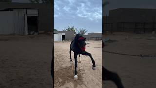 الحصان العربي الأدهم🔥