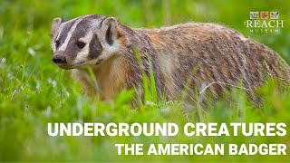 Underground Creatures: The American Badger