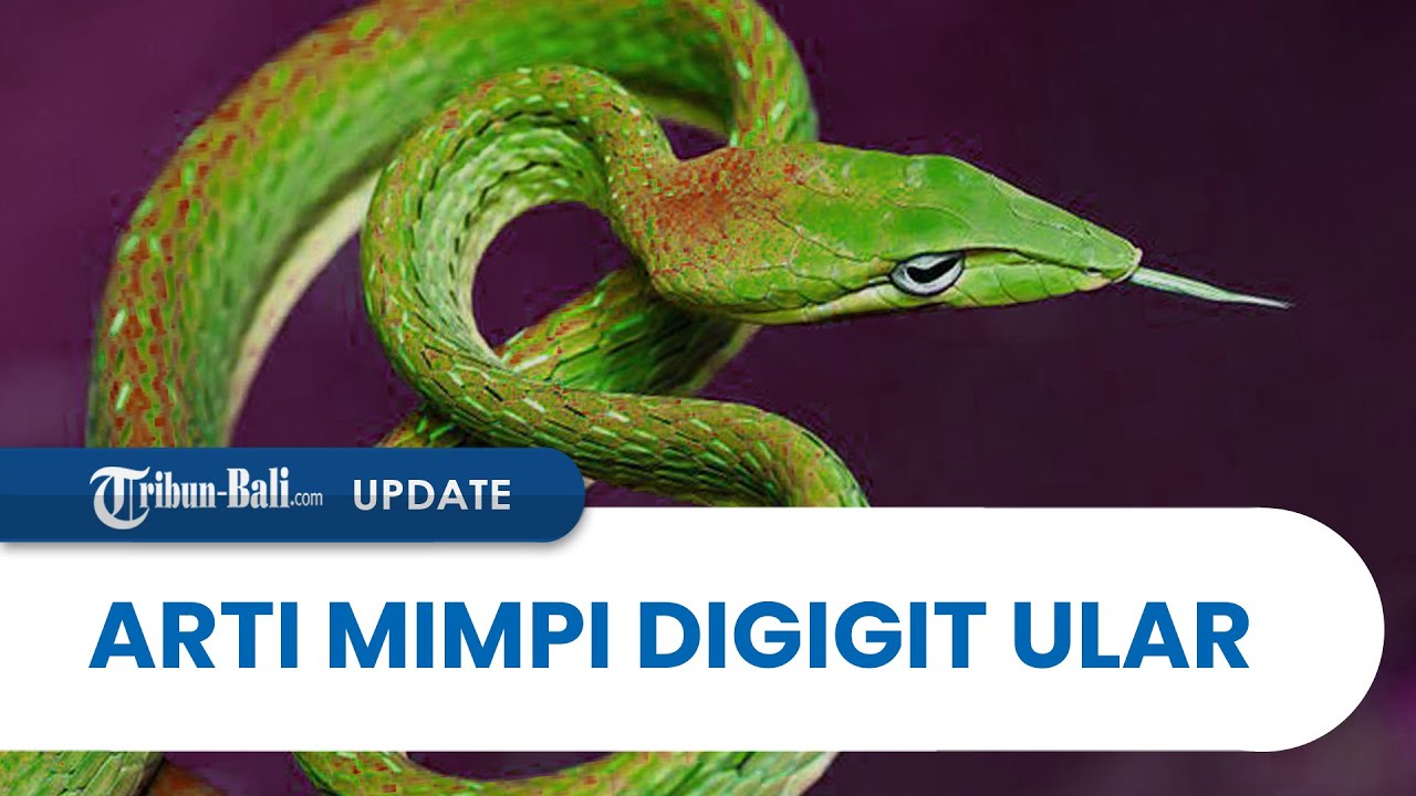 Arti Mimpi Digigit ular YouTube
