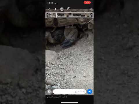 العقرب وعيالها من الملحه 