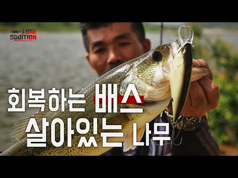 생나무를 찾아라_[<strong>LURE</strong> ADDITION #2-12]