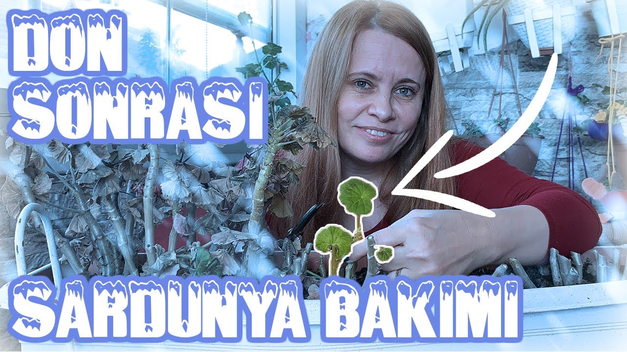 Sardunya Bakımı | Don ❄️ Sonrasında Budama, Çoğaltılması, Sulanması