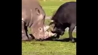 Banteng Vs Badak adu kekuatan tanduk