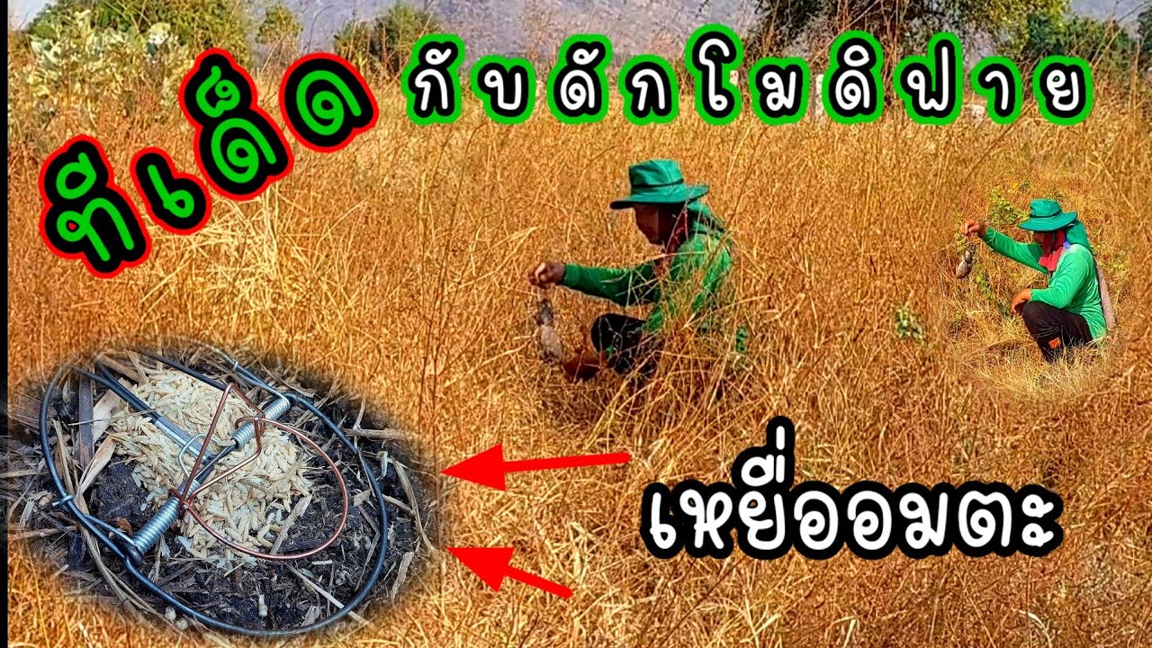 จริงหรือ???? เหยื่อสูตรนี้ ใช้กับกับดักหนูโมดิฟาย เขาลือกันว่าว่าติดอันดับ 1