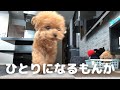 一緒にお出かけしたいトイプードルのとる行動が面白すぎた