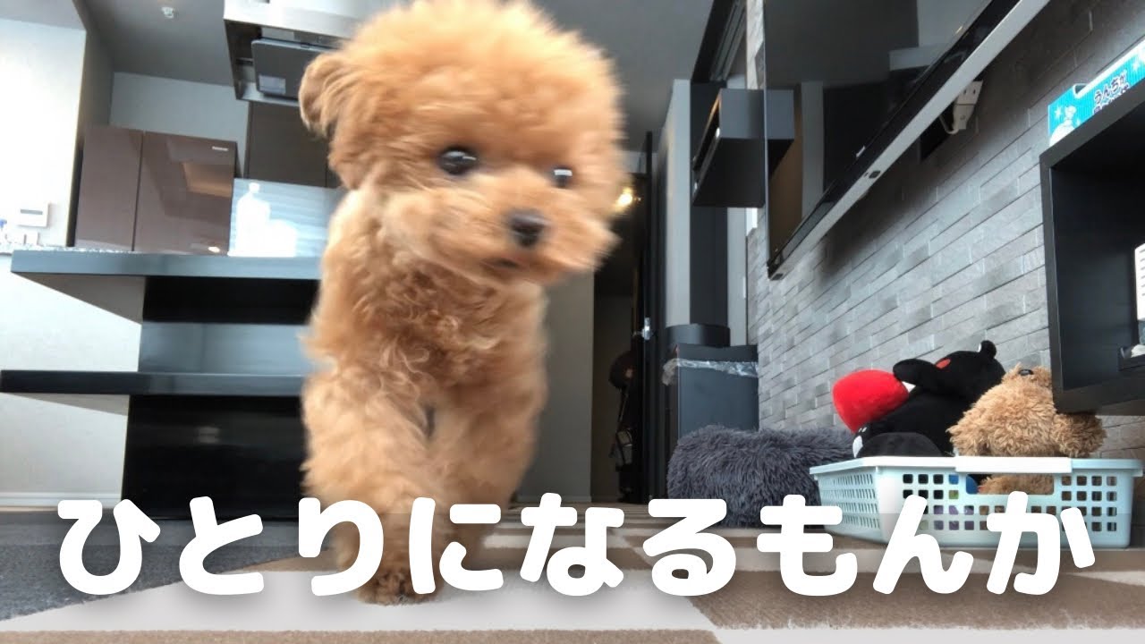 一緒にお出かけしたいトイプードルのとる行動が面白すぎた