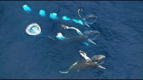 Extraordinary Humpback whales feeding !, ANTARCTICA, Gerlache Strait, Amazing Planet (4K) 2023