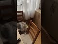 Адаптация проходит успешно 🙏 Юша впервые начала играть со мной 🥹🐈✅