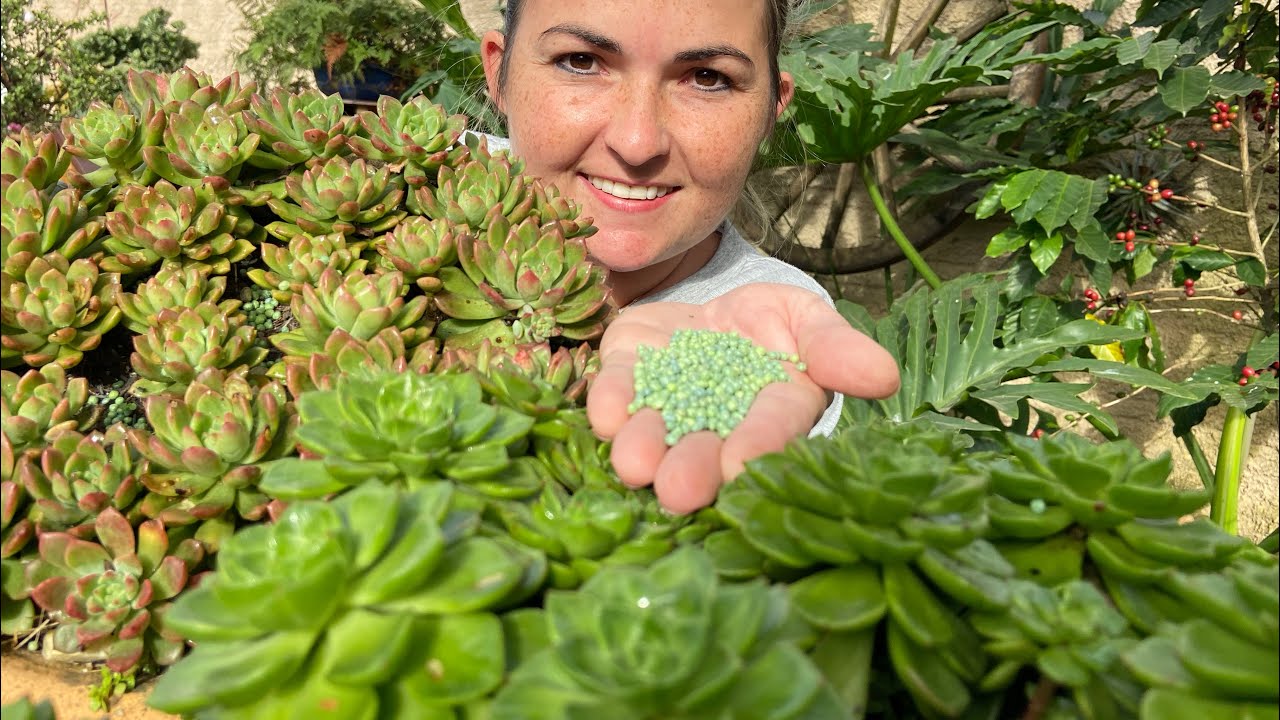 ADUBAÇÃO das Suculentas 🌵