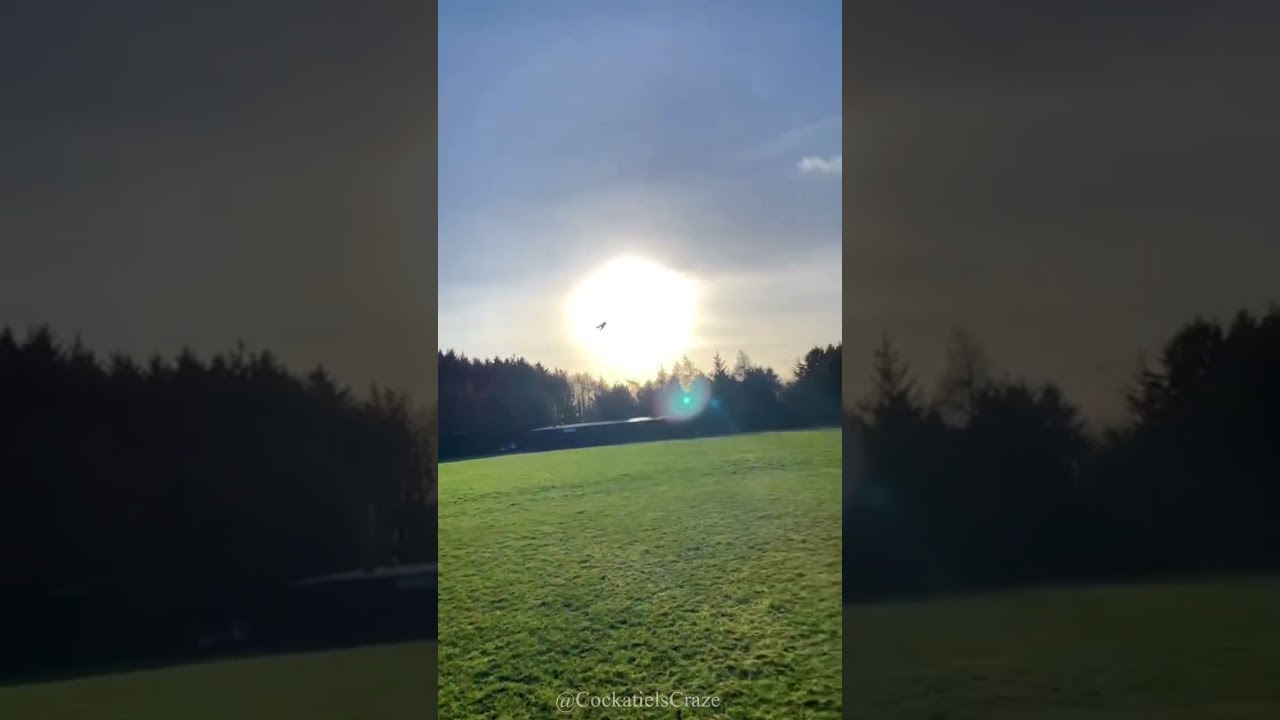 Cockatiel Free Flight Adventure: Exhilarating Moments with Our Feathered Friends | Cockatiels Craze