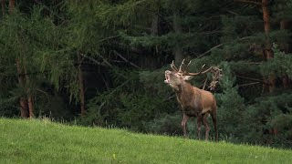 Jelení říje 2022 | RED DEER RUT