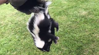 Baby Skunks Trying To Break Mom Out Of Skunk Jail!