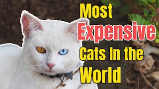 Top 5 Most EXPENSIVE Cat Breeds in 2024 by Top 5 Animal Wonders 843 views 4 months ago 6 minutes, 19 seconds