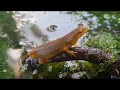 Eastern Newt Care Guide Part 1