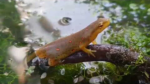 Eastern Newt Care Guide Part 1