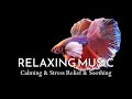 1 hour  relaxing music  betta fish  stress relief  sleep  soothing