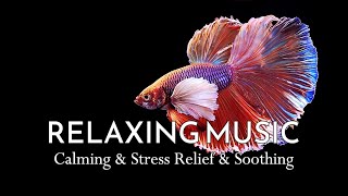 1 Hour - Relaxing Music - Betta Fish - Stress Relief - Sleep - Soothing