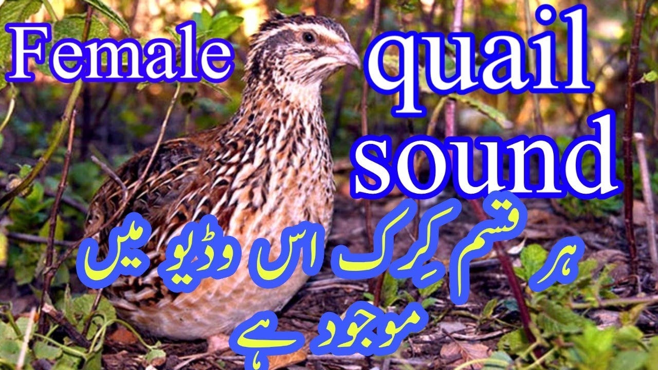 Female quail sound  madi batair ki awaz  batair karkaree