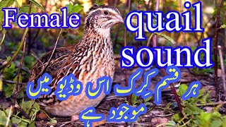 Female quail sound // madi batair ki awaz // batair karkaree