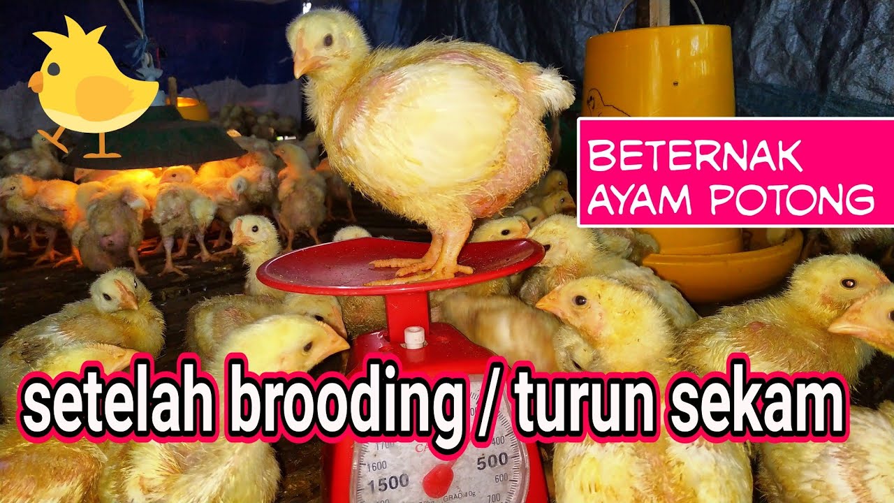 Ternak Ayam broiler setelah brooding atau turun sekam 
