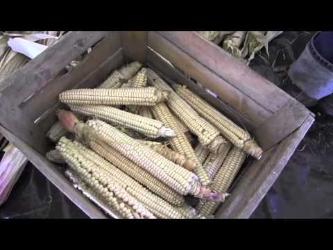 Oneida Corn Harvest