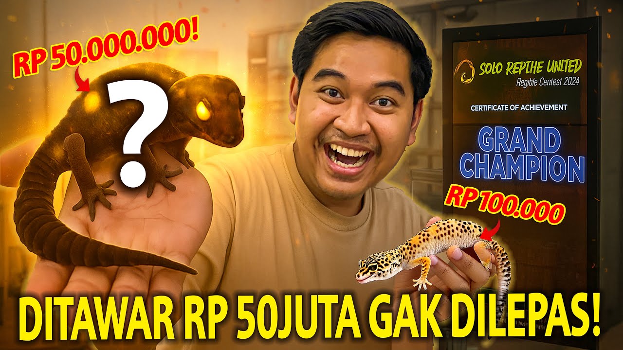 DITAWAR RP 50JUTA GAK DILEPAS! INI DIA GRAND CHAMPION SATU-SATUNYA DI INDONESIA!