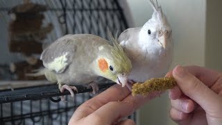 Training Cockatiels