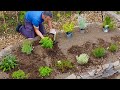 KITCHEN HERB GARDEN (How To Plant &amp; Care For It)