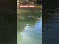 Catfish love to be fed!#outdoors #fishing #ponds
