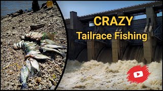 Fishing the Flood Water Tailrace Below Truman Lake Dam! - Multi-Species LIMITS!
