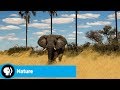 Survival and Ecosystem of the Okavango