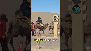 These camels are more civilized than humans! #shorts