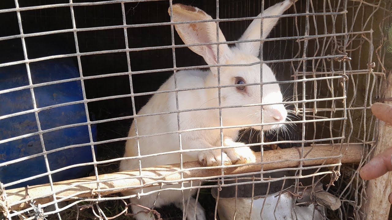 تعرف على الأسباب الرئيسية اللي تخلي لقنيتك ما تولدش وكيفية التعامل مع كل حالة لإنقاذها🐰🐇🌷