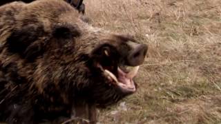 Driven wild boar hunting | Epic wild boar hunt in Romania - Ultimate Hunting
