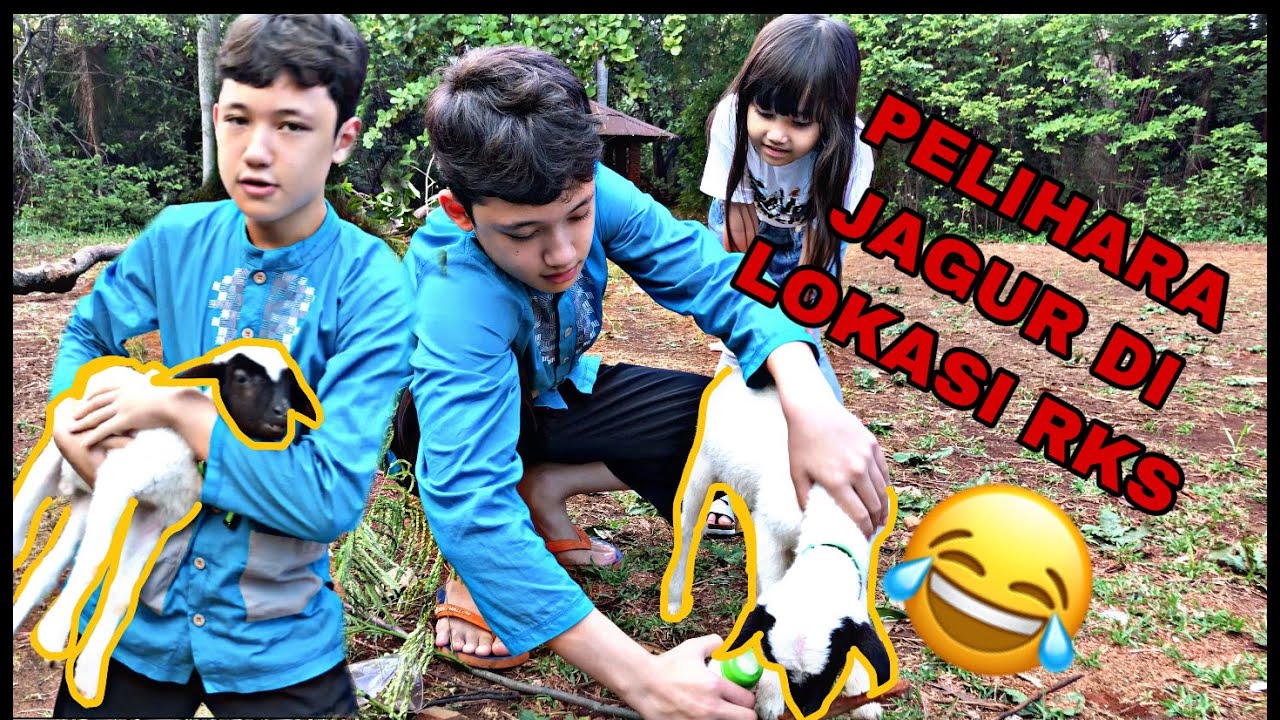 ALWI PELIHARA JAGUR DI LOKASI RKS !!! SAMA AMINAH !!!