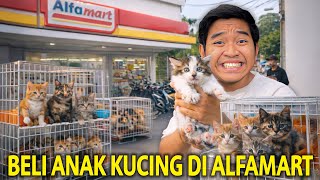BELI KUCING DI ALFAMART! DAPETIN KUCING LANGKA BANGET JANTAN WARNA CALICO!
