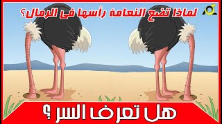 لماذا تضع النعامة رأسها في الرمال؟..هل تعرف السر وراء هذا التصرف الغريب؟  | لكم