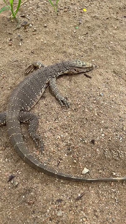UDUMU IN TELUGU MONITOR LIZARD YouTube udumu-in-telugu-monitor-lizard-youtube